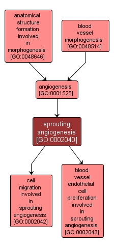 GO:0002040 - sprouting angiogenesis (interactive image map)