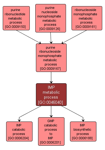 GO:0046040 - IMP metabolic process (interactive image map)