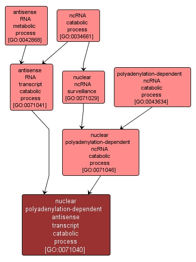 GO:0071040 - nuclear polyadenylation-dependent antisense transcript catabolic process (interactive image map)