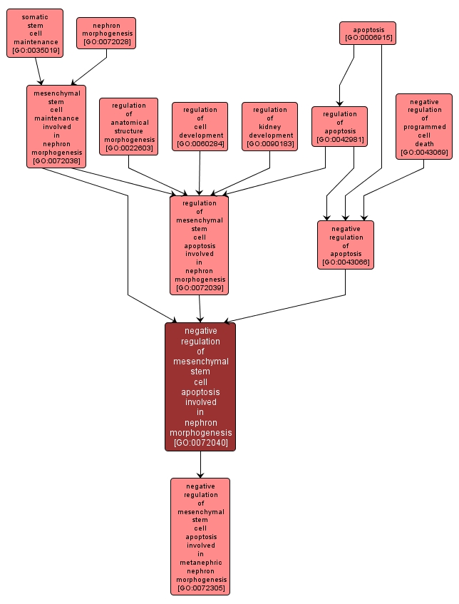 GO:0072040 - negative regulation of mesenchymal stem cell apoptosis involved in nephron morphogenesis (interactive image map)