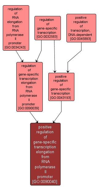 GO:0090040 - positive regulation of gene-specific transcription elongation from RNA polymerase II promoter (interactive image map)