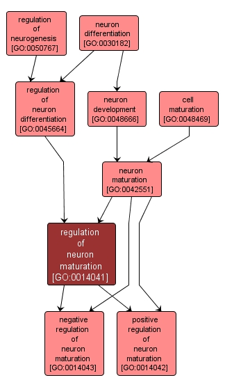 GO:0014041 - regulation of neuron maturation (interactive image map)