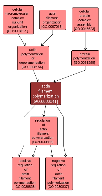 GO:0030041 - actin filament polymerization (interactive image map)