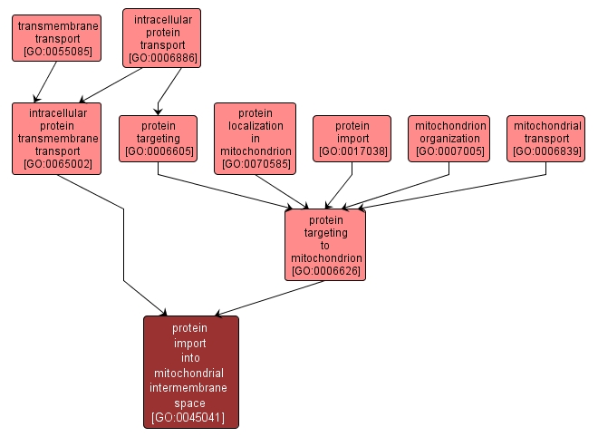 GO:0045041 - protein import into mitochondrial intermembrane space (interactive image map)