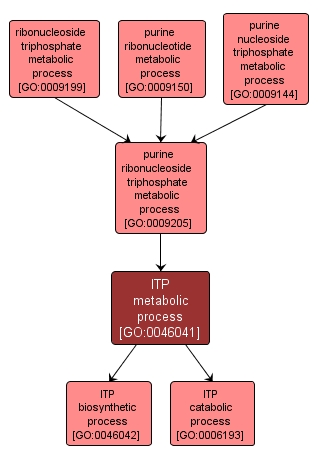 GO:0046041 - ITP metabolic process (interactive image map)