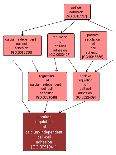 GO:0051041 - positive regulation of calcium-independent cell-cell adhesion (interactive image map)