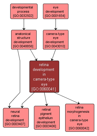GO:0060041 - retina development in camera-type eye (interactive image map)