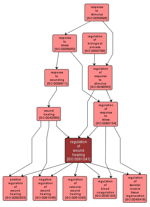 GO:0061041 - regulation of wound healing (interactive image map)