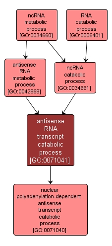 GO:0071041 - antisense RNA transcript catabolic process (interactive image map)