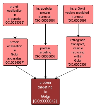 GO:0000042 - protein targeting to Golgi (interactive image map)