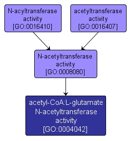 GO:0004042 - acetyl-CoA:L-glutamate N-acetyltransferase activity (interactive image map)