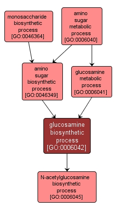 GO:0006042 - glucosamine biosynthetic process (interactive image map)
