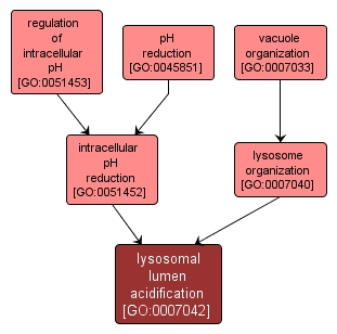 GO:0007042 - lysosomal lumen acidification (interactive image map)