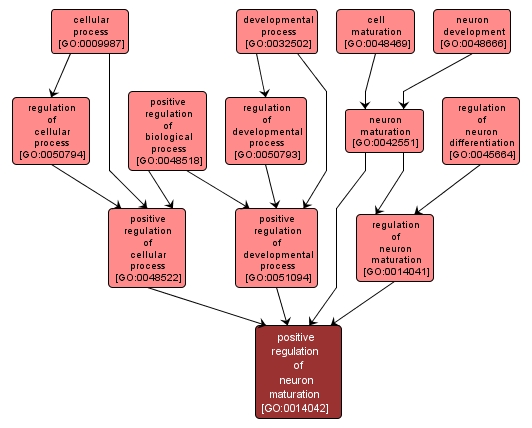 GO:0014042 - positive regulation of neuron maturation (interactive image map)