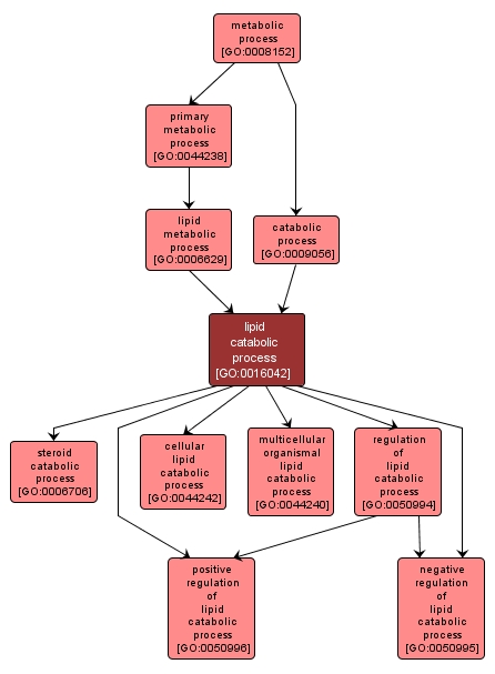 GO:0016042 - lipid catabolic process (interactive image map)