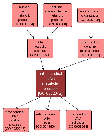 GO:0032042 - mitochondrial DNA metabolic process (interactive image map)