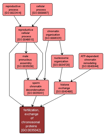 GO:0035042 - fertilization, exchange of chromosomal proteins (interactive image map)