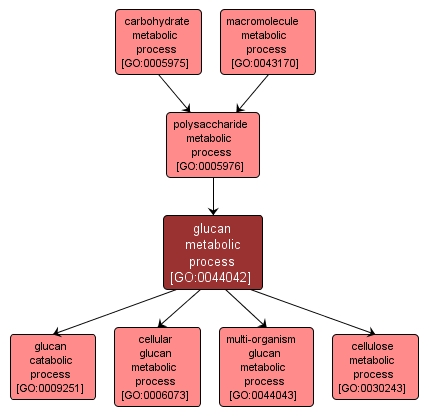 GO:0044042 - glucan metabolic process (interactive image map)