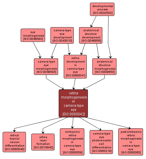 GO:0060042 - retina morphogenesis in camera-type eye (interactive image map)
