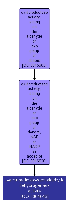 GO:0004043 - L-aminoadipate-semialdehyde dehydrogenase activity (interactive image map)