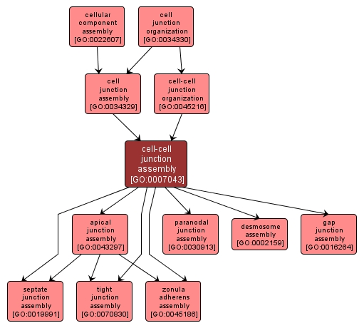 GO:0007043 - cell-cell junction assembly (interactive image map)