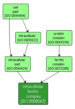 GO:0008043 - intracellular ferritin complex (interactive image map)
