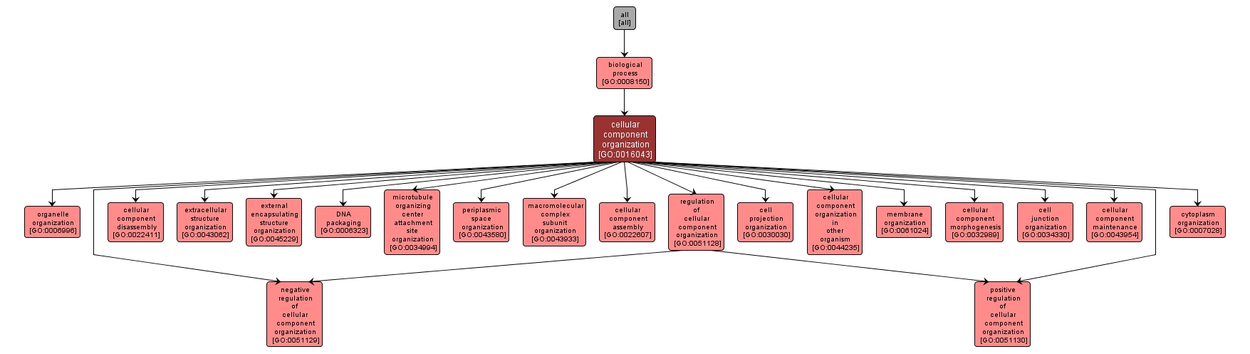 GO:0016043 - cellular component organization (interactive image map)