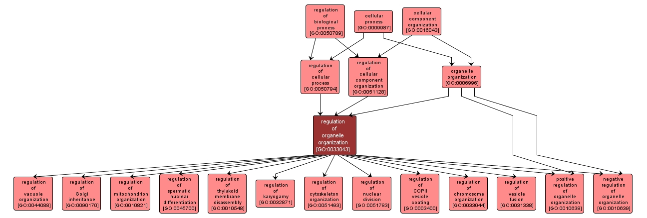 GO:0033043 - regulation of organelle organization (interactive image map)