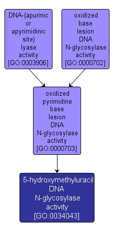 GO:0034043 - 5-hydroxymethyluracil DNA N-glycosylase activity (interactive image map)