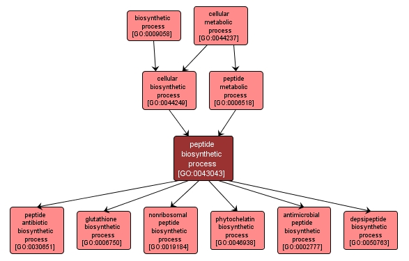 GO:0043043 - peptide biosynthetic process (interactive image map)