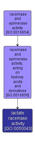 GO:0050043 - lactate racemase activity (interactive image map)