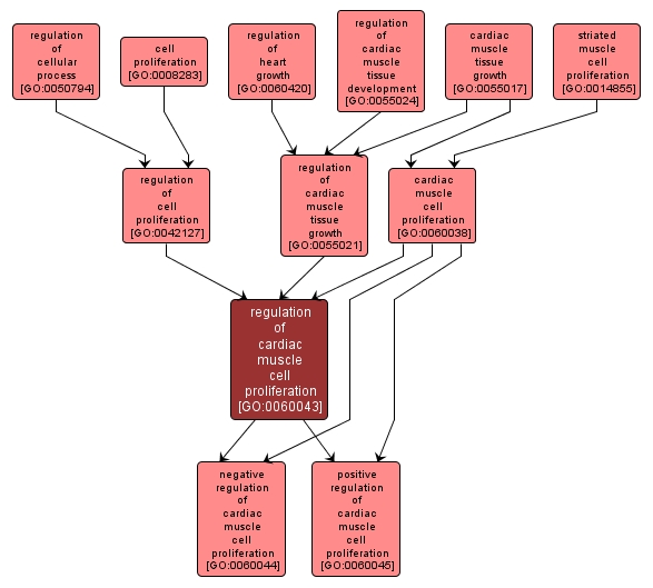 GO:0060043 - regulation of cardiac muscle cell proliferation (interactive image map)