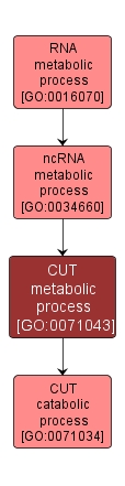 GO:0071043 - CUT metabolic process (interactive image map)