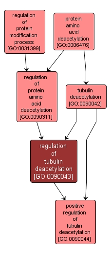 GO:0090043 - regulation of tubulin deacetylation (interactive image map)