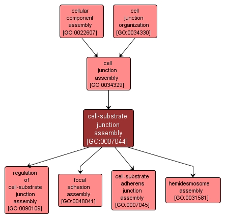 GO:0007044 - cell-substrate junction assembly (interactive image map)