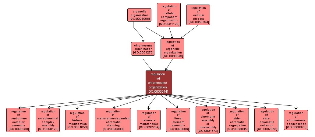 GO:0033044 - regulation of chromosome organization (interactive image map)