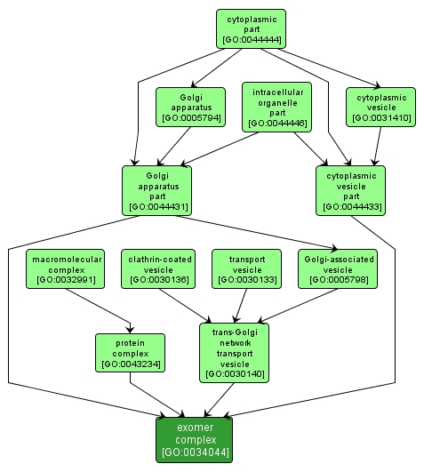 GO:0034044 - exomer complex (interactive image map)