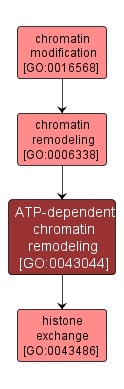 GO:0043044 - ATP-dependent chromatin remodeling (interactive image map)