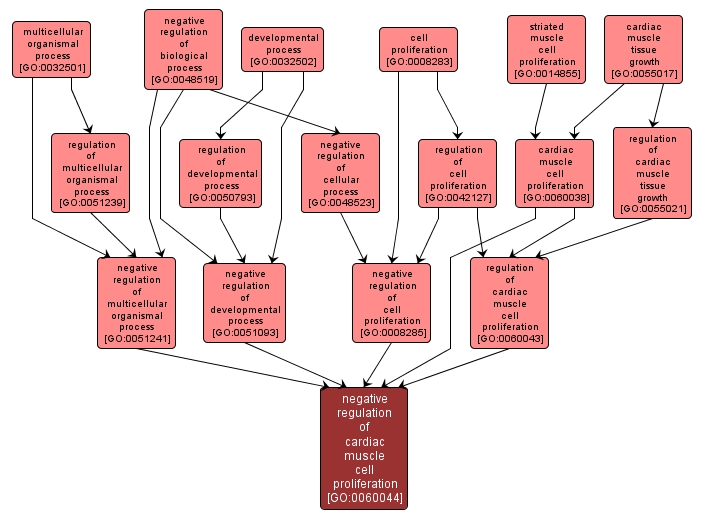 GO:0060044 - negative regulation of cardiac muscle cell proliferation (interactive image map)