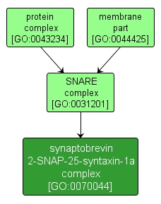 GO:0070044 - synaptobrevin 2-SNAP-25-syntaxin-1a complex (interactive image map)