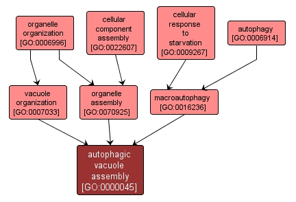 GO:0000045 - autophagic vacuole assembly (interactive image map)
