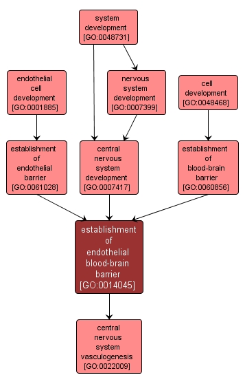GO:0014045 - establishment of endothelial blood-brain barrier (interactive image map)