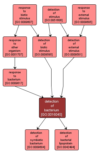 GO:0016045 - detection of bacterium (interactive image map)