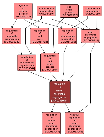 GO:0033045 - regulation of sister chromatid segregation (interactive image map)