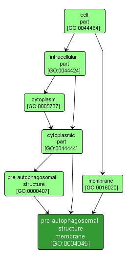 GO:0034045 - pre-autophagosomal structure membrane (interactive image map)