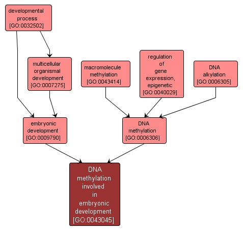 GO:0043045 - DNA methylation involved in embryonic development (interactive image map)