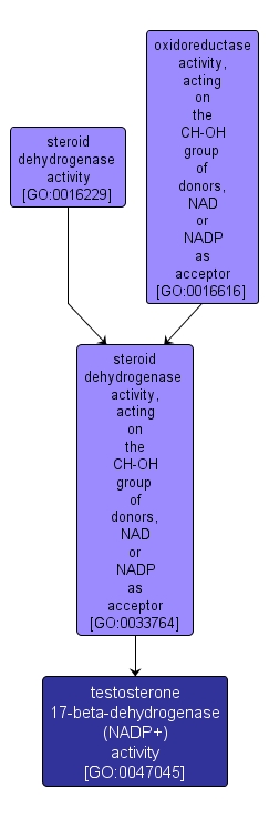 GO:0047045 - testosterone 17-beta-dehydrogenase (NADP+) activity (interactive image map)
