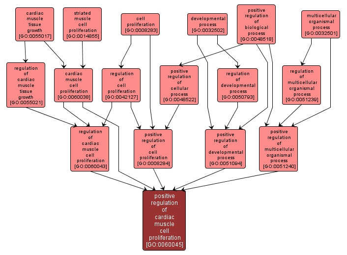 GO:0060045 - positive regulation of cardiac muscle cell proliferation (interactive image map)