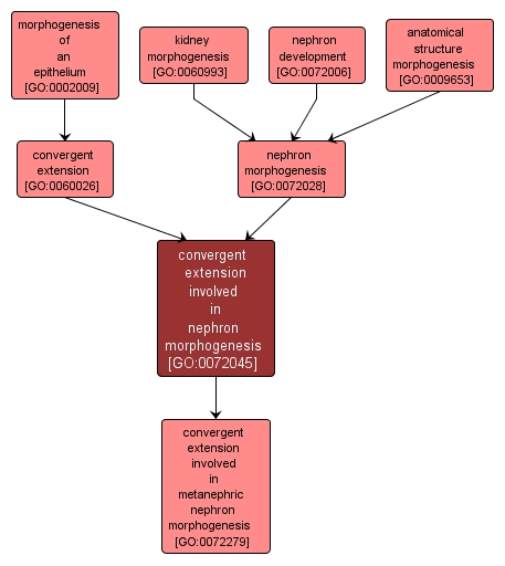 GO:0072045 - convergent extension involved in nephron morphogenesis (interactive image map)