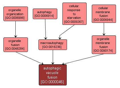 GO:0000046 - autophagic vacuole fusion (interactive image map)